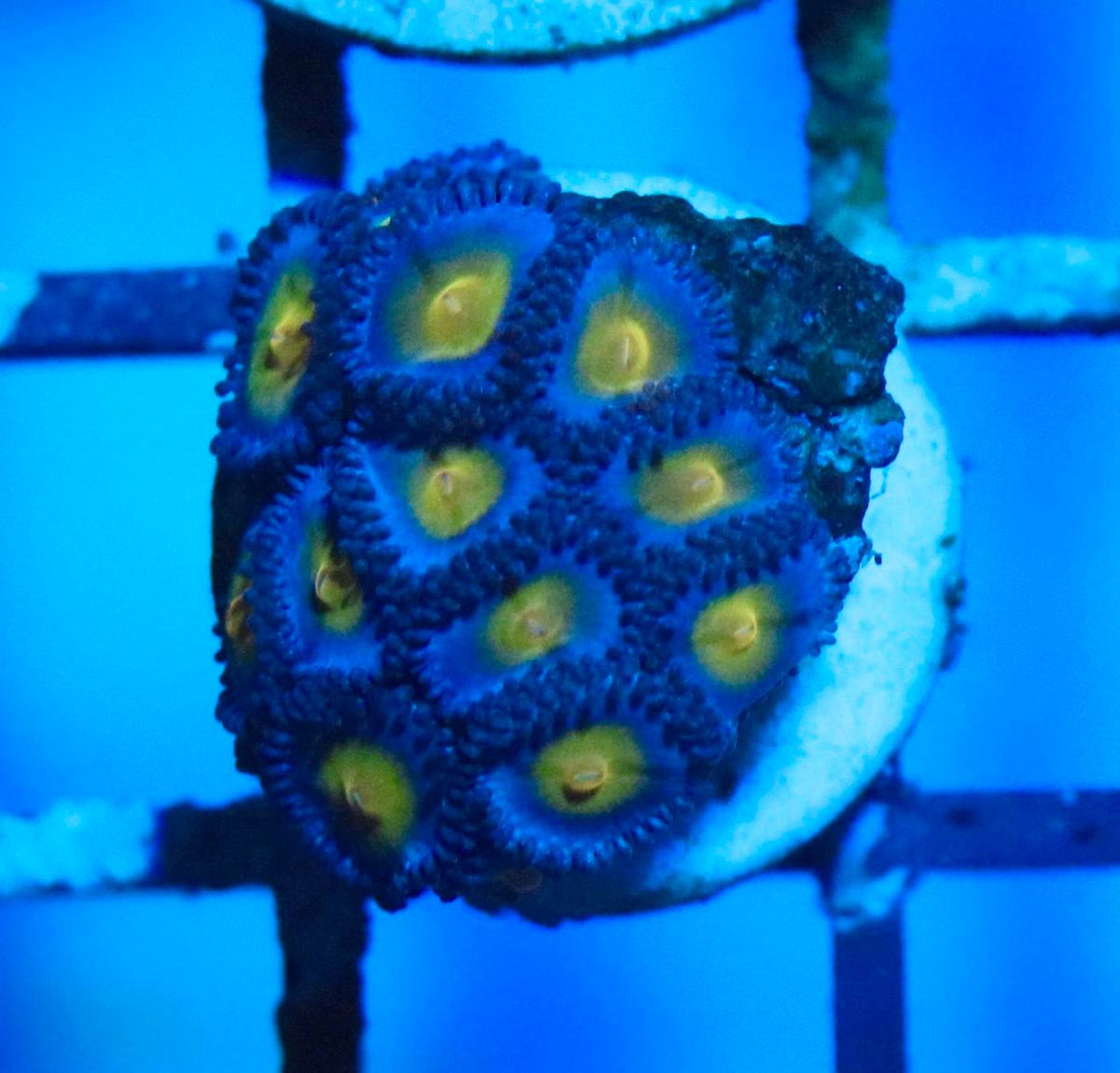 AOI Zoa coral frag with blue-purple polyps and yellow-green centers under blue aquarium lighting.
