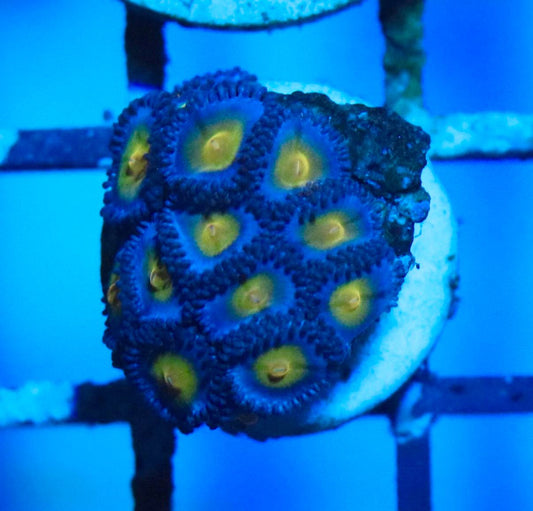 AOI Zoa coral frag with blue-purple polyps and yellow-green centers under blue aquarium lighting.