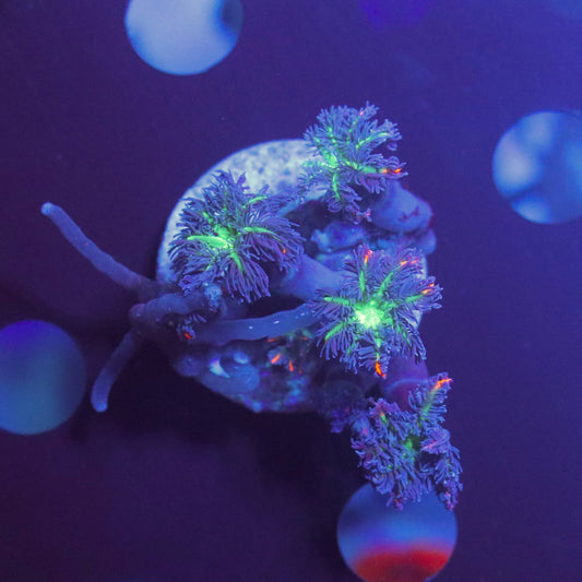 WYSIWYG coral frag with fluorescent green areas and purple-blue polyps under blue aquarium lighting.