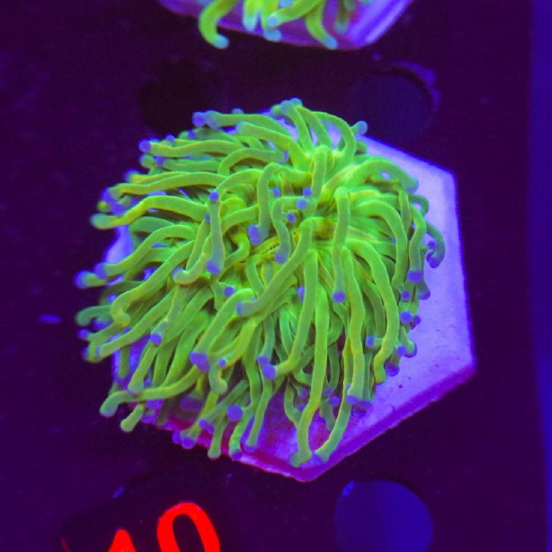 Photographed LPS coral frag with bright green tentacles and purple-colored tips under blue aquarium lighting.