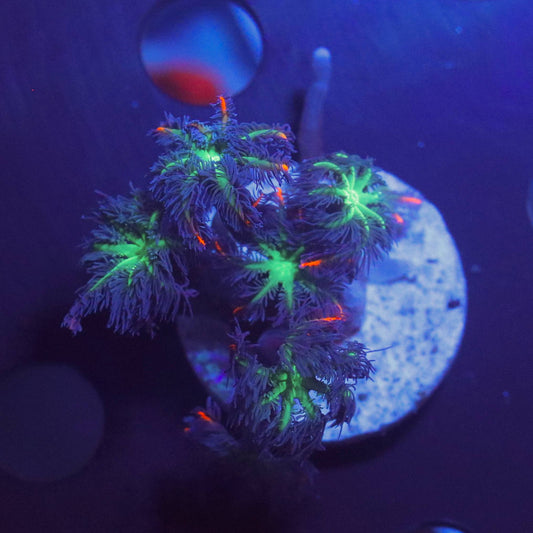 WYSIWYG Clavularia Papaya frag with fluorescent green, dark purple, and orange visible coloration under blue aquarium lighting.