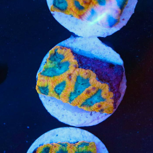 Aquacultured coral frag with turquoise-green, orange-yellow, and purple visible coloration under blue aquarium lighting.