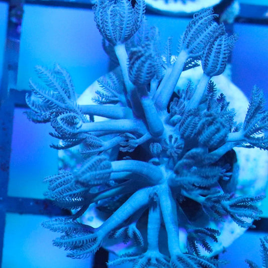 Pulsing Xenia coral frag with branching feathery polyps under blue aquarium lighting.