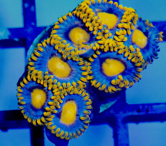Close-up of the Blue Berry Pie Zoa frag with yellow centers, blue-toned discs, and yellow-tipped tentacles.