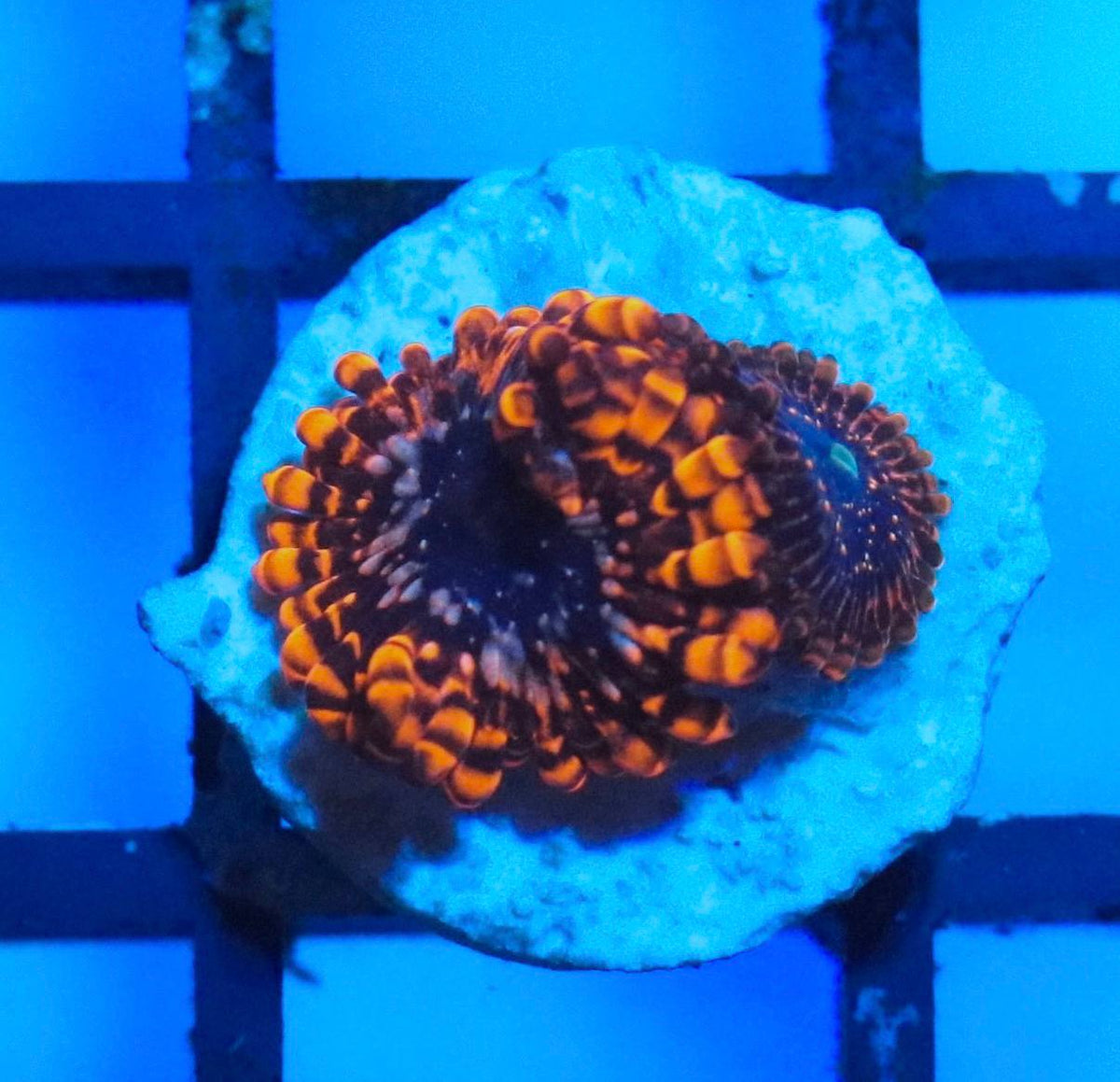 Utter Chaos coral frag with orange patterning on a dark center, photographed under blue aquarium lighting.