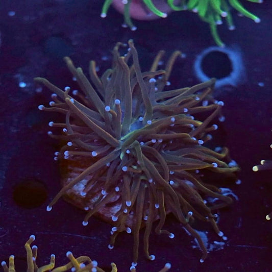 WYSIWYG coral frag with elongated brown and olive tentacles with pale blue tips.