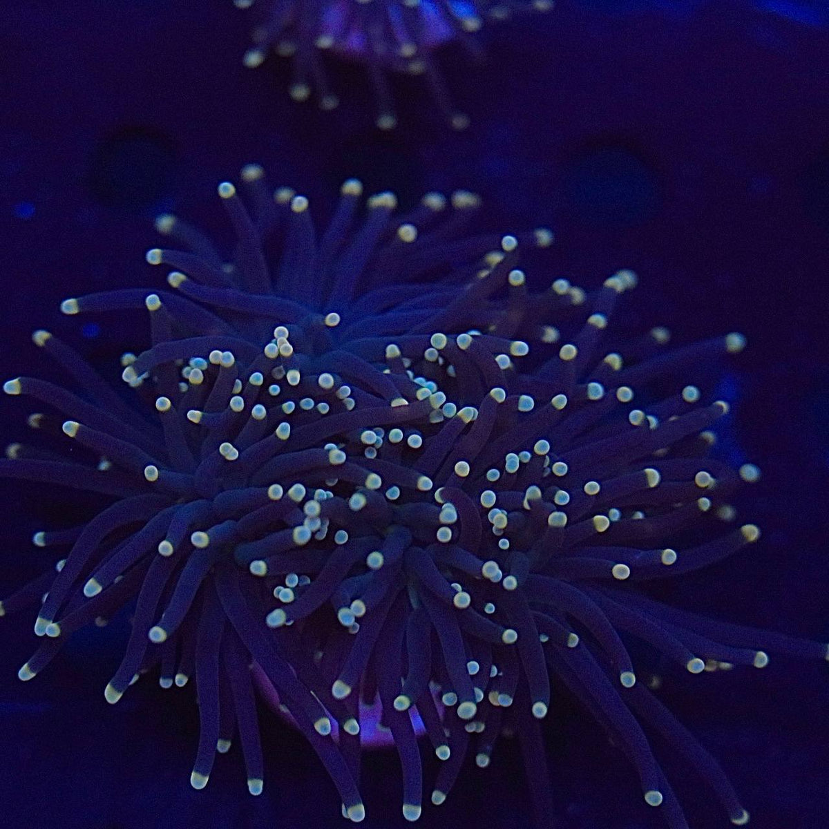 Close-up of a dark-tentacled coral with light-colored tips under blue aquarium lighting.