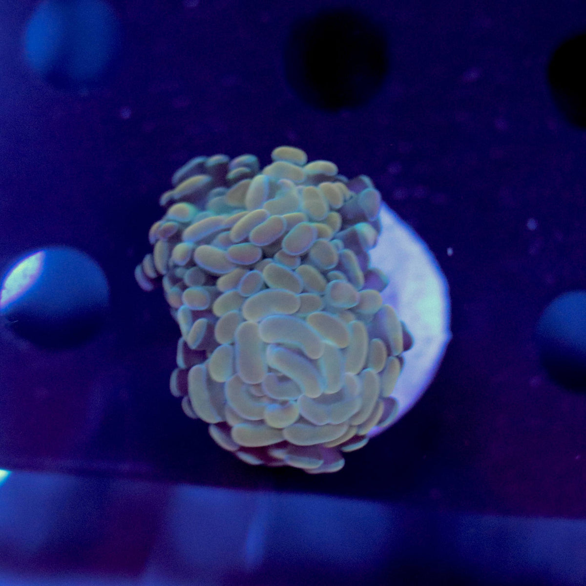 Golden-toned coral frag with rounded tissue under blue aquarium lighting.