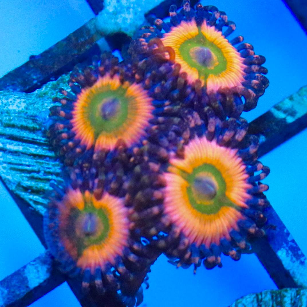 Zoanthid frag with pink and orange oral discs, green centers, and dark outer skirts under blue aquarium lighting.