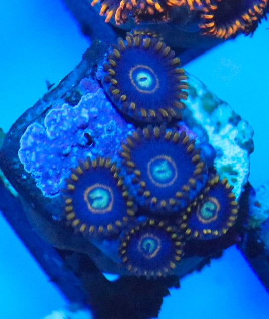 Blue-lit aquarium photo showing dark zoanthid polyps with blue-green centers and golden-orange skirt details.