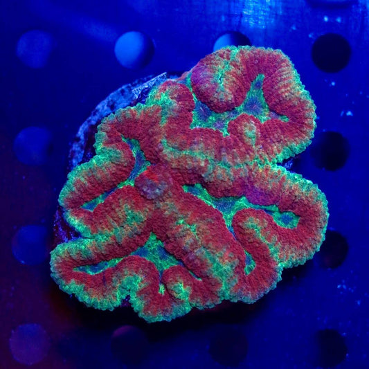 Photographed coral frag with red, green, and muted purple visual tones under blue aquarium lighting.
