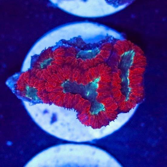 WYSIWYG coral specimen with red tissue and blue-green areas on a white round base under blue aquarium lighting.