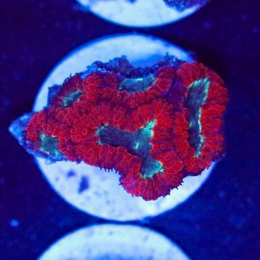 WYSIWYG coral specimen with red tissue and blue-green areas on a white round base under blue aquarium lighting.