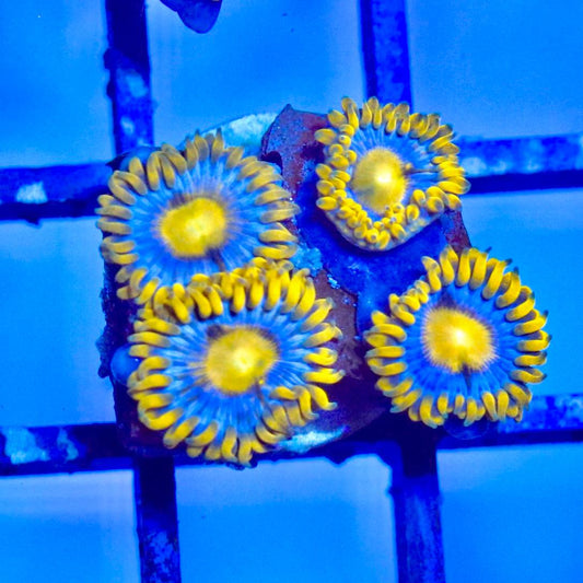 Blue and yellow zoanthid frag photographed under blue aquarium lighting.
