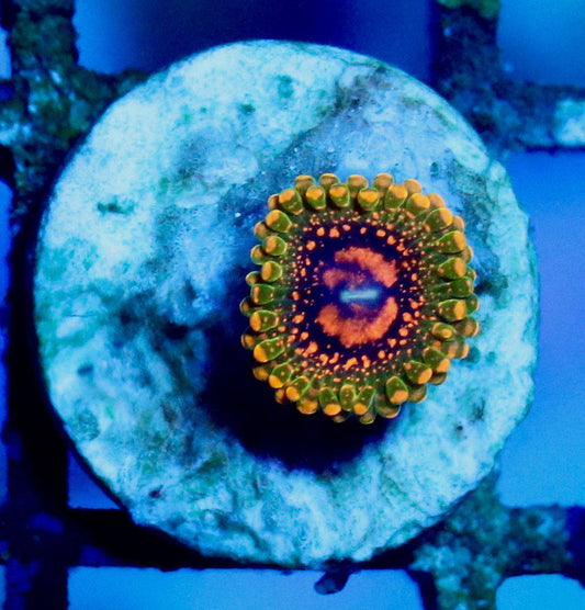 Close-up of a single coral polyp on a round plug, showing green outer tentacles, orange tips, and a dark center with orange markings.