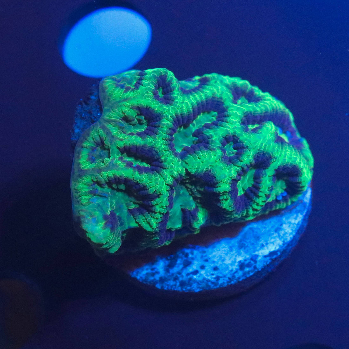 Goblin Favia mini colony with bright green and deep purple patterning under blue aquarium lighting.