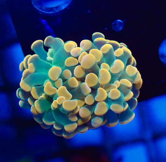 WYSIWYG coral frag with turquoise-green tissue and yellow-toned tips under blue aquarium lighting.