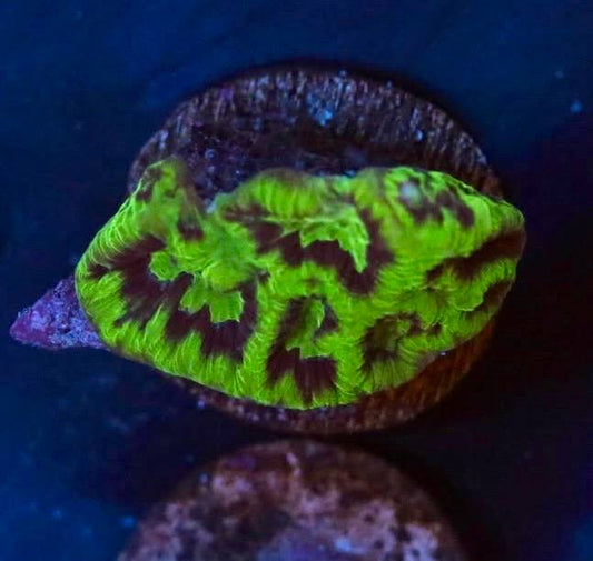 Goblin Favia WYSIWYG frag showing vivid green coloration with dark maroon patterning.