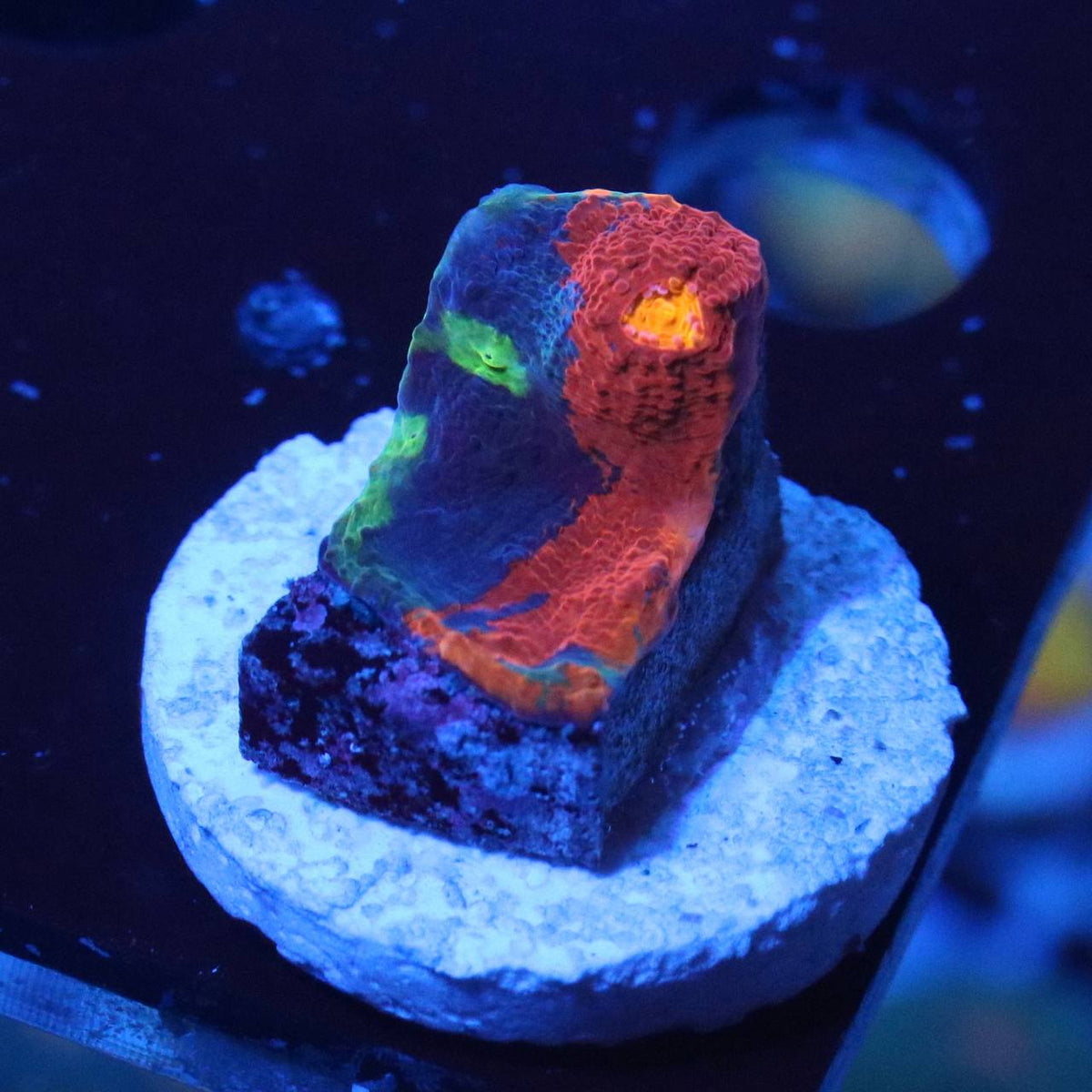 WYSIWYG coral frag with orange-red, blue, green, and yellow visible coloration under blue aquarium lighting.