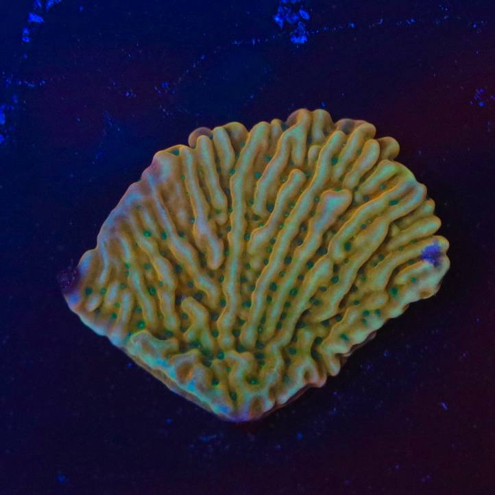 Top-view product image showing a coral with gold-orange ridges and turquoise-green details under blue lighting.