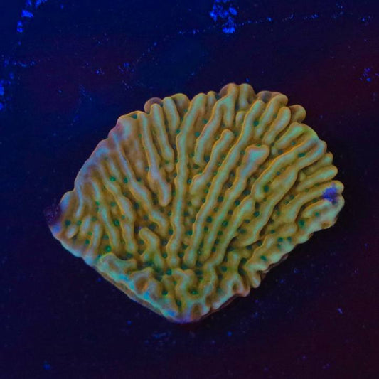 Top-view product image showing a coral with gold-orange ridges and turquoise-green details under blue lighting.