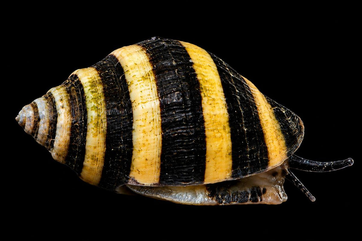 Live invertebrate with a spiraled shell showing broad black and yellow bands.