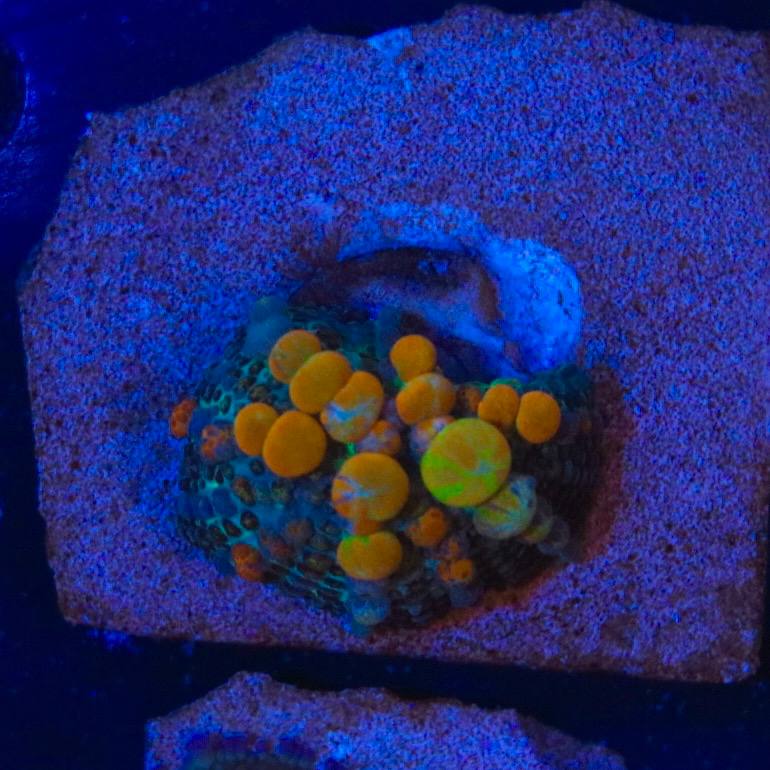 WYSIWYG coral frag with visible orange and green rounded features under blue aquarium lighting.