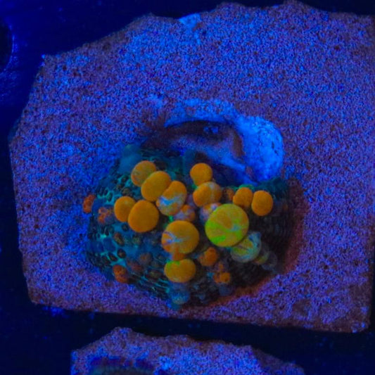 WYSIWYG coral frag with visible orange and green rounded features under blue aquarium lighting.