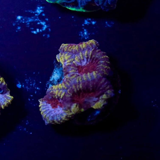 Photographed coral frag with purple coloration, bright green accents, and red-orange centers under blue aquarium lighting.