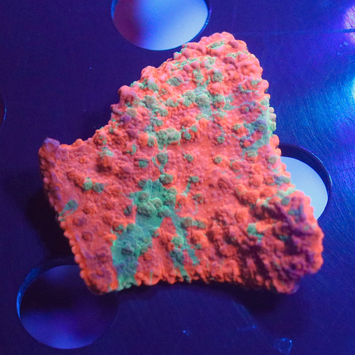 Close-up of the pictured coral frag with red-orange and green coloration under blue aquarium lighting.