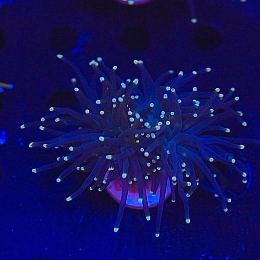 Blue-lit aquarium image of the Black Torch frag, showing dark tentacles with pale greenish-looking tips.
