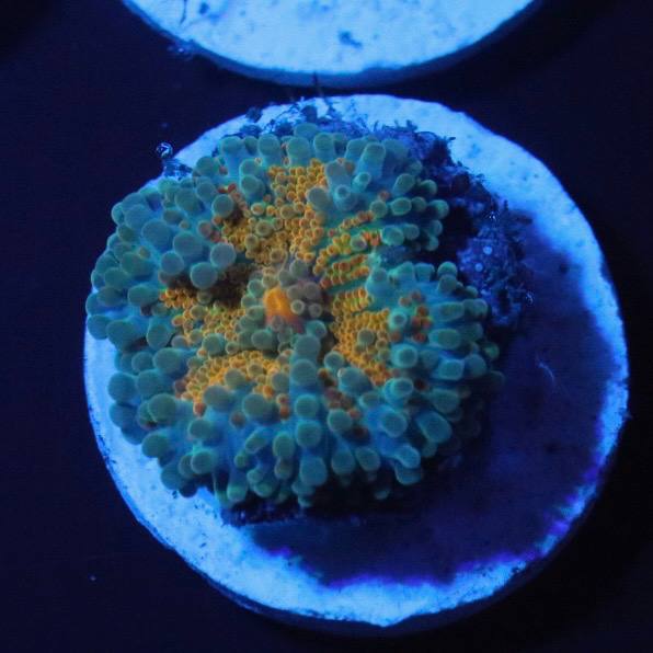 Ricordea coral frag with teal-green and orange visible coloration on a white round base under blue lighting.