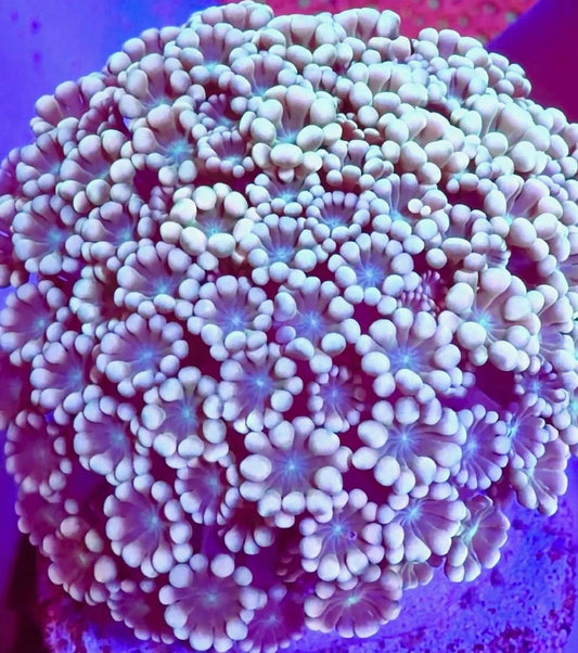 Photographed Alveopora colony with pale rounded tips and blue-toned centers under blue-purple aquarium lighting.