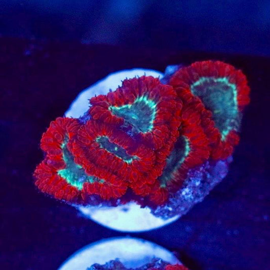 Photographed coral with red outer tissue and green-to-turquoise central areas under blue lighting.