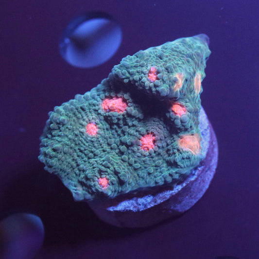 WYSIWYG coral frag with a green-turquoise surface and pink-orange centers under blue aquarium lighting.