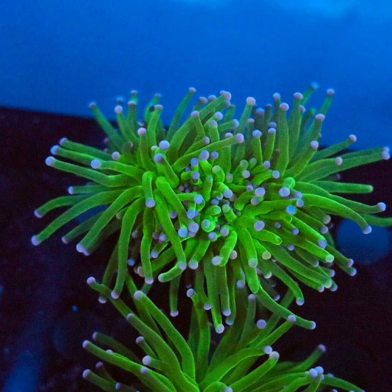 Cotton Euphyllia specimen with bright green tentacles and pale lavender-to-white tips under blue aquarium lighting.