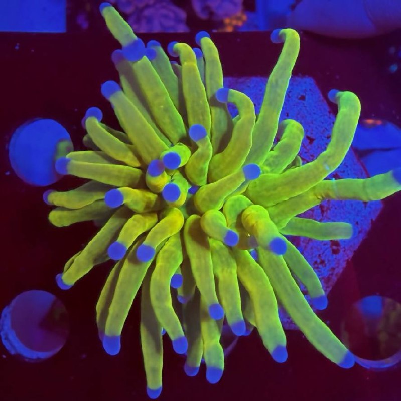 Splecked Krakatoa Zoanthid Frag