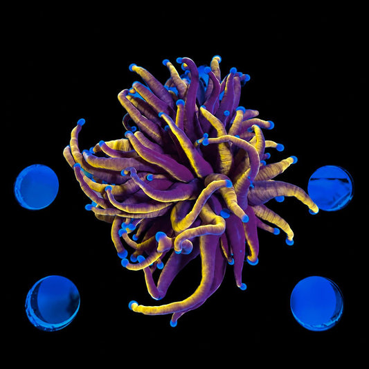 Golden Torch coral frag with purple tentacles, golden-yellow accents, and blue tips on a black background.