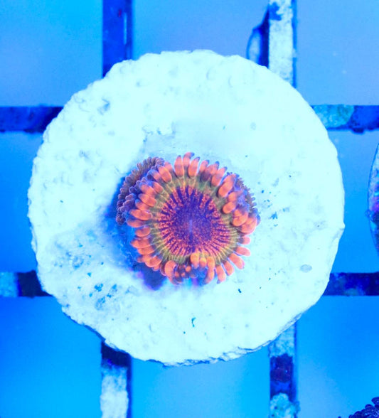 Top view of the photographed Splecked Krakatoa zoanthid frag, showing orange, green-toned, purple, and red visible coloration under blue aquarium lighting.