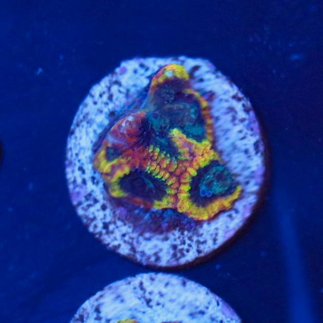 Close-up of a coral with green, yellow, orange, and red visible coloration on a round white base against a blue background.