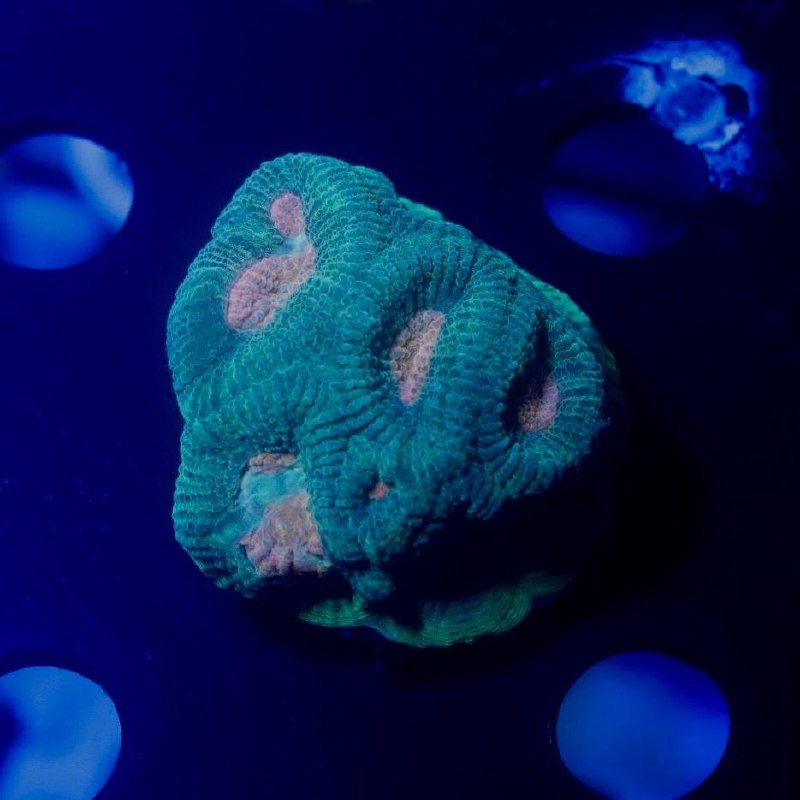 Blue-lit product image showing a turquoise-green coral with pink areas.
