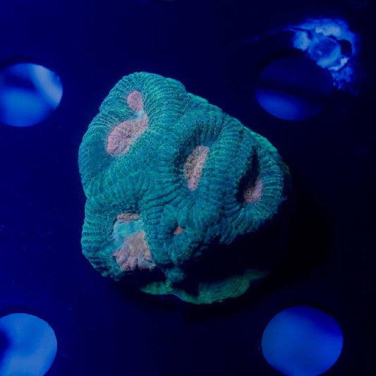 Blue-lit product image showing a turquoise-green coral with pink areas.