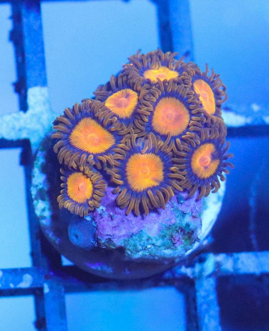 WYSIWYG coral frag with orange-centered polyps, dark blue-purple rings, and brown tentacles under blue aquarium lighting.