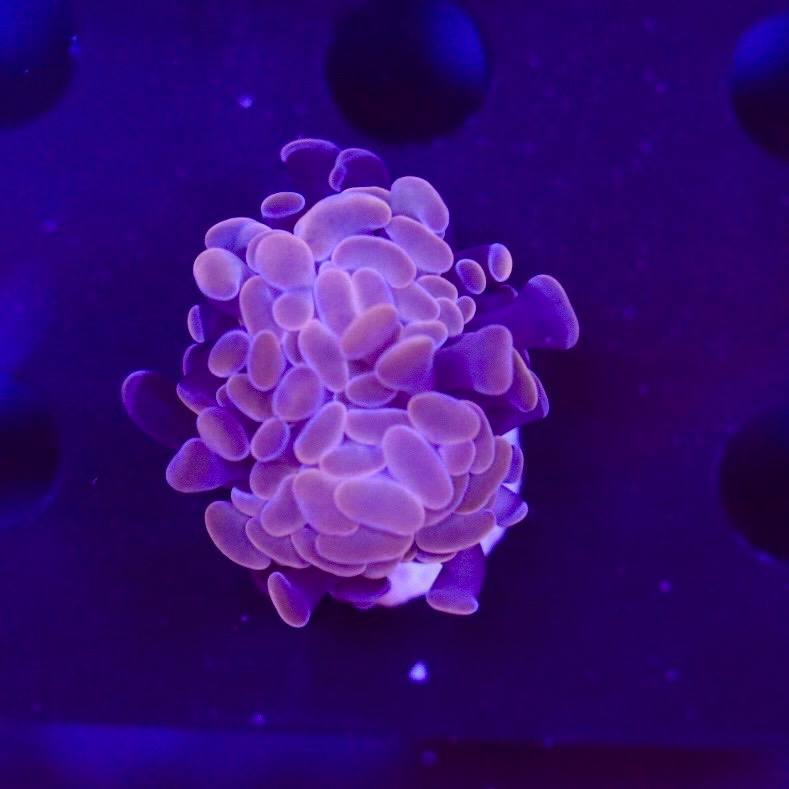 WYSIWYG coral frag with pink to lavender fleshy lobes under blue lighting.