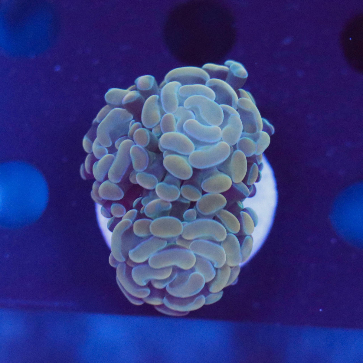 Golden-tan coral frag with pale green-blue highlights under blue aquarium lighting.