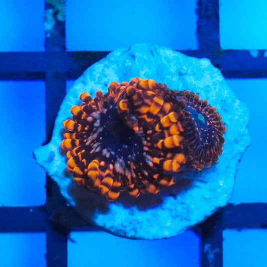 WYSIWYG zoanthid frag with dark center and orange markings under blue aquarium lighting.