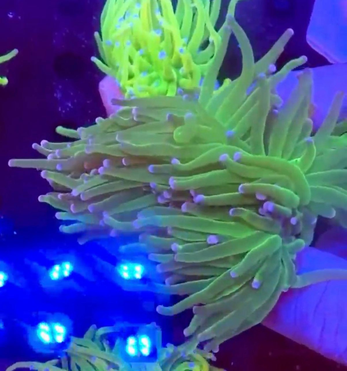 WYSIWYG torch coral presentation with green tentacles and lavender-toned tips under blue aquarium lighting.
