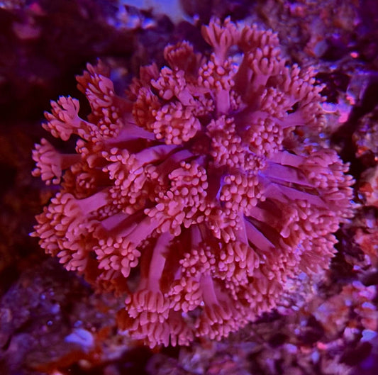 Close-up of a pink coral with extended tentacles and lighter rounded tips under purple-blue aquarium lighting.