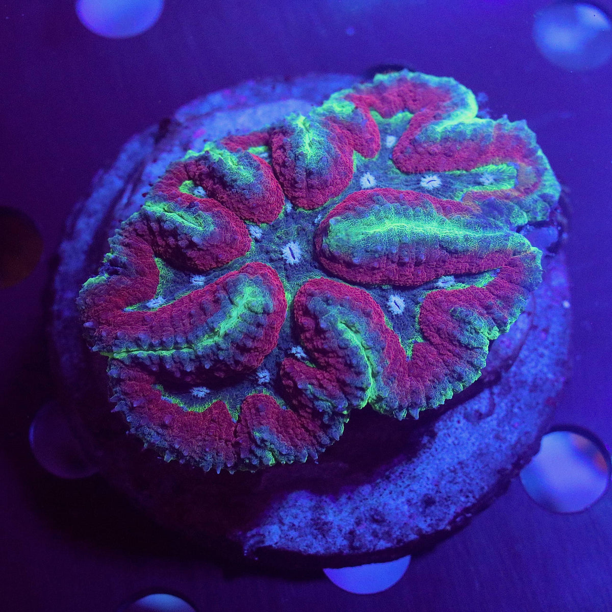 Lobophyllia colony showing red-pink tissue, green highlights, and blue-gray tones under blue aquarium lighting.