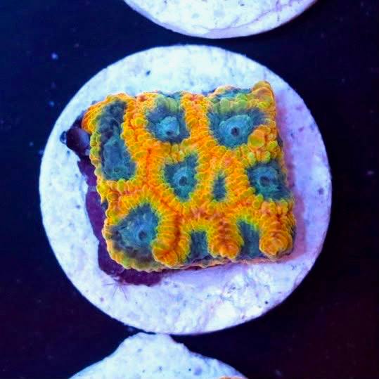 Favia Of gods mini colony with bright orange and yellow patterning and blue-green central areas under blue aquarium lighting.
